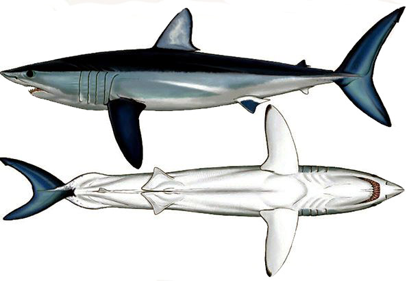 Isurus oxyrinchus08.jpg